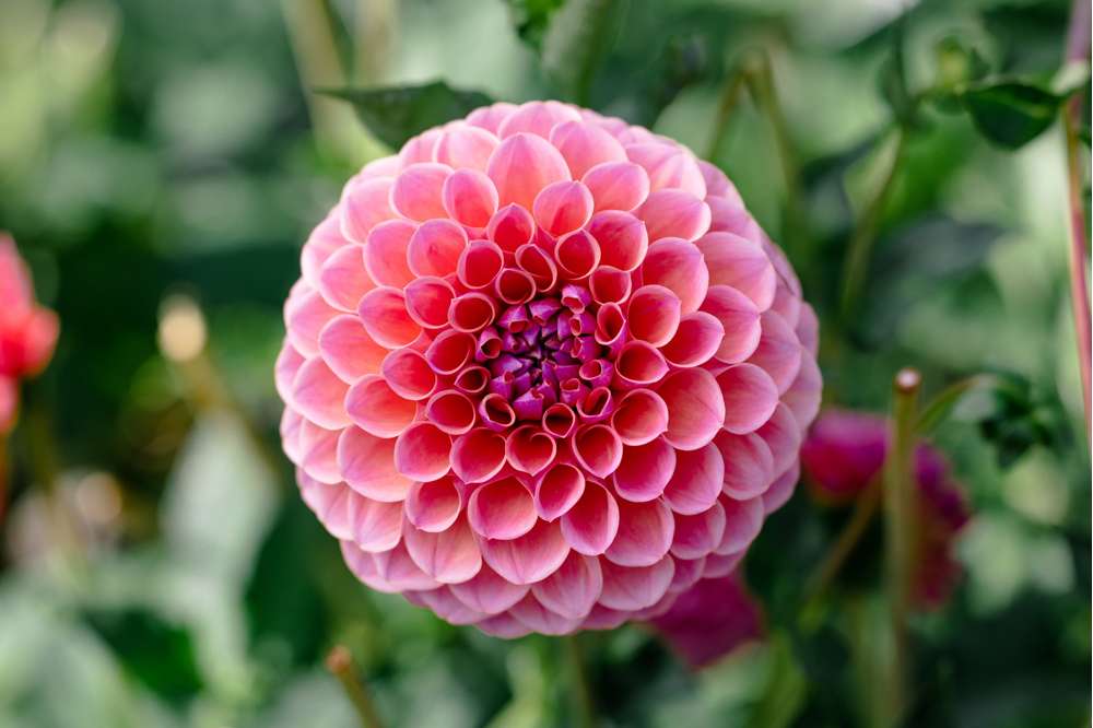 Dahlia 'Jowey Winnie'